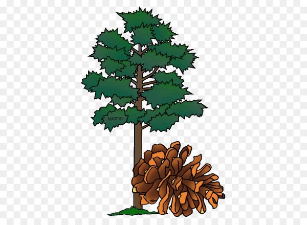 Сосна мультяшная для детей