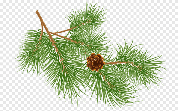 Сосновая ветка
