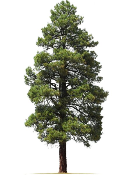 Сосна Сибирская кедр Сибирский