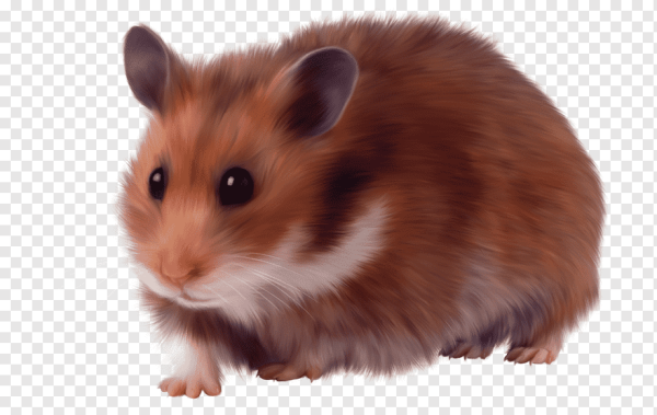 Хомячок для фотошопа