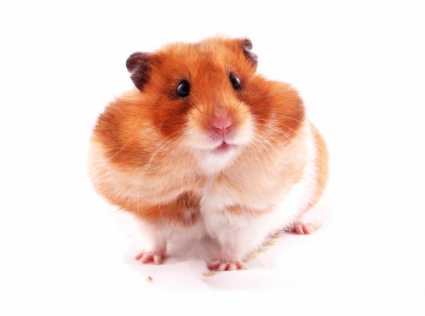 Хомяк для детей