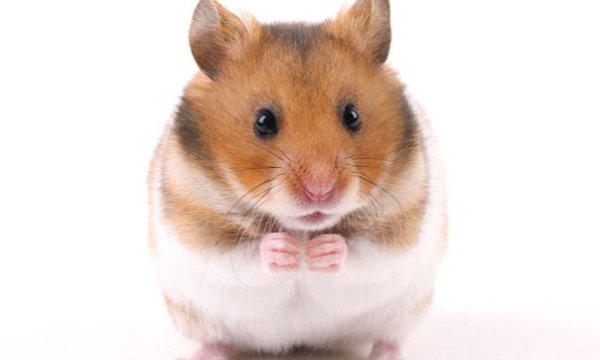 Сирийский хомяк на прозрачном фоне