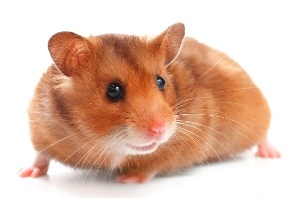 Питомец хомячок