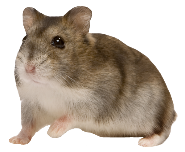 Прозрачные джунгарские хомяки