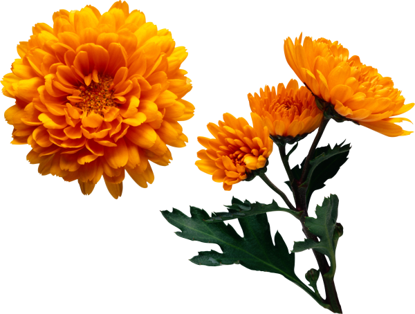 Chrysanthemum lavandulifolium