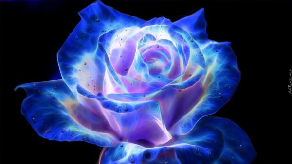 Неоновые цветы