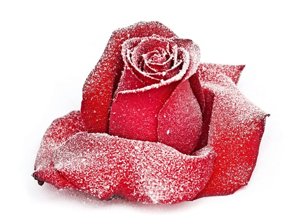 Белые розы на фоне снега