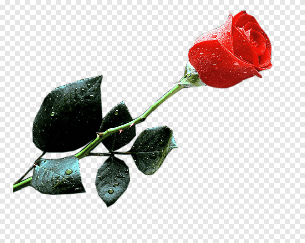 Роза с шипами