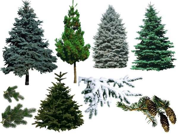 Хвойные деревья ель