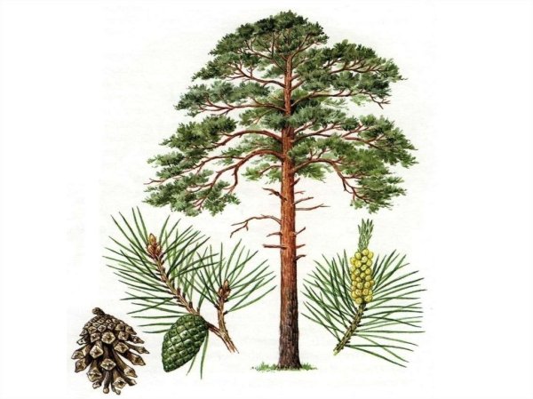 Хвойники сосны обыкновенной