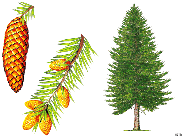 Строение ели обыкновенной схема