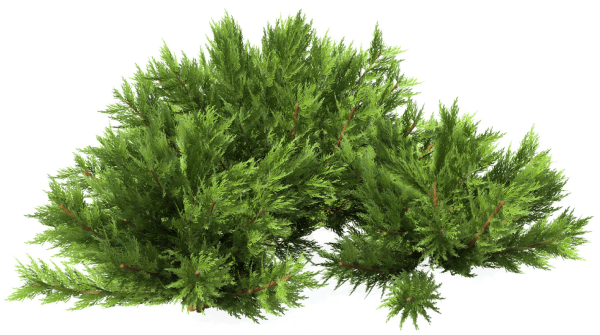 Можжевельник Фишт