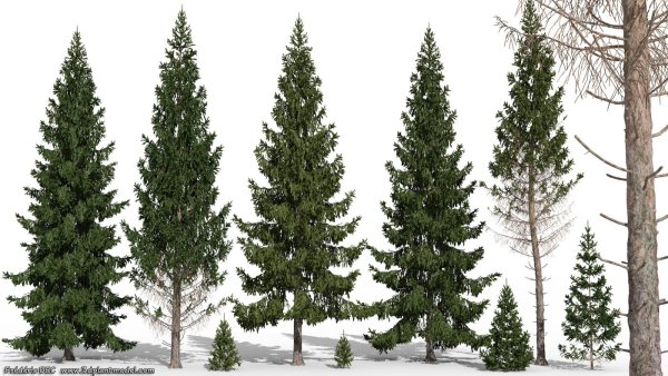 Огромная ель