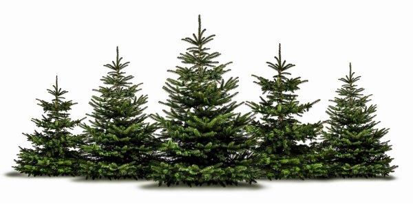 Елка дерево на белом фоне