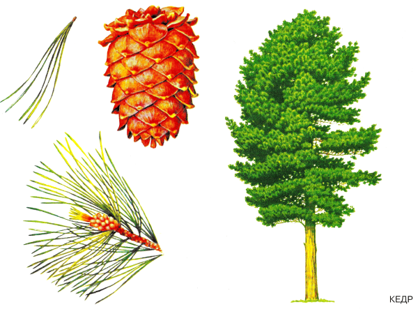Сосна Кедровая Сибирская
