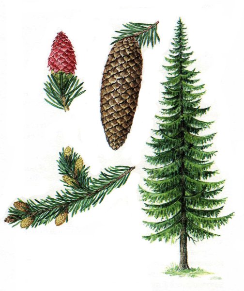 Хвоинки ель пихта сосна