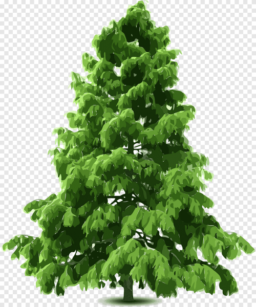 Хвойные деревья на белом фоне