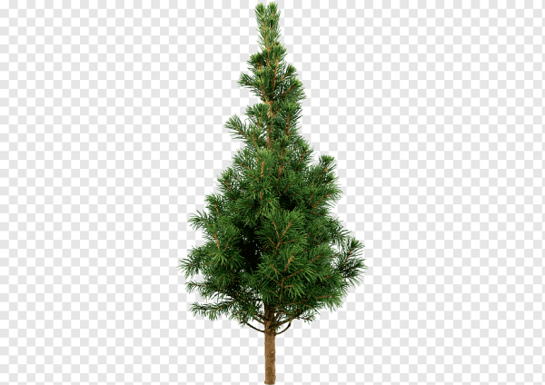 Сосна Кедровая елка