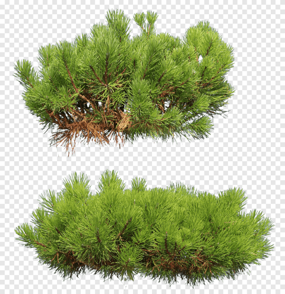 Сосна Горная Пумилио PNG