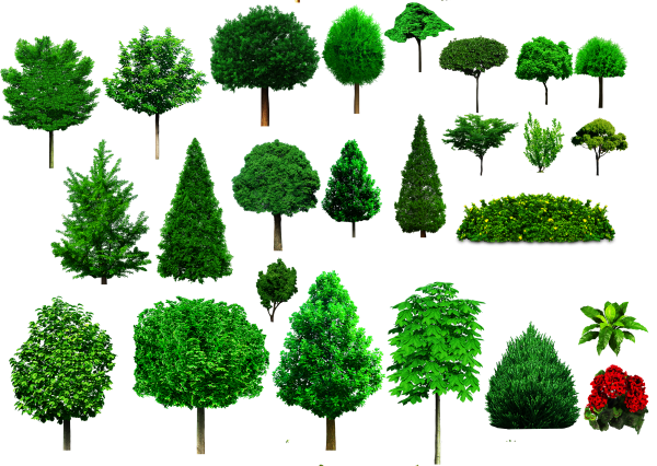 Кустовые деревья