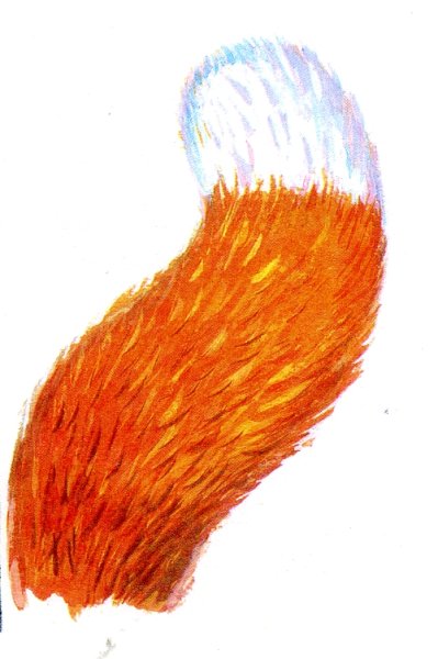 Хвост лисы на белом фоне