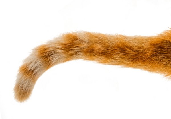 Рыжий кошачий хвост
