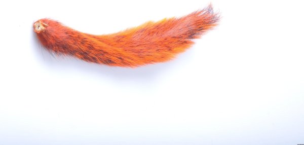 Лисий хвост