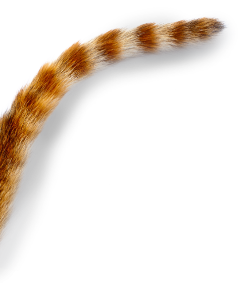 Хвост рыжего кота