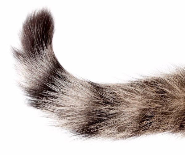 Кошачий хвост