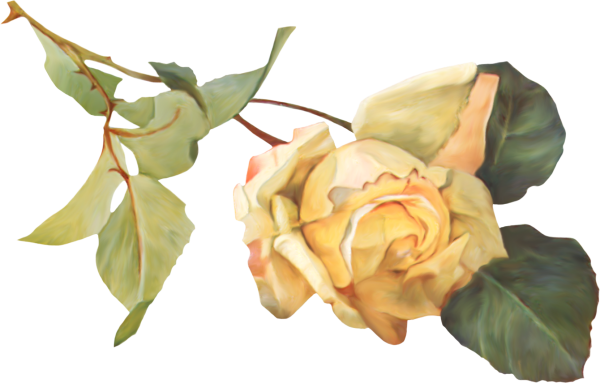 Осенние розы на прозрачном фоне