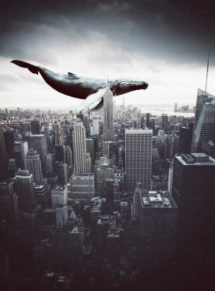 Киты в небе