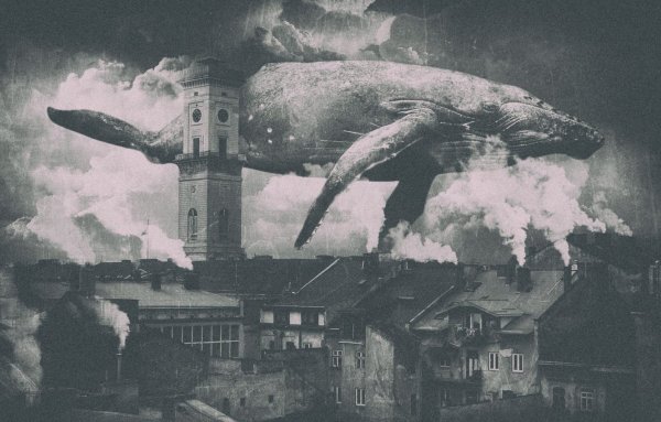 Киты в небе