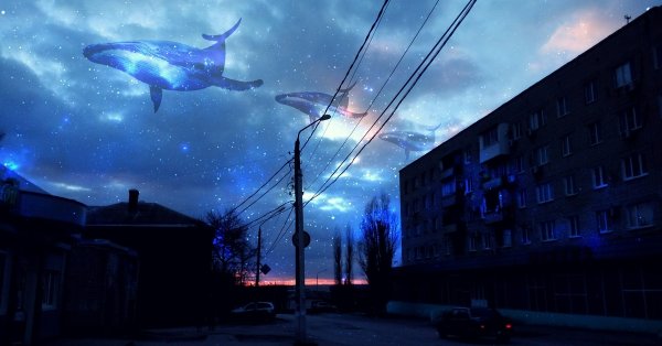 Синий кит над городом