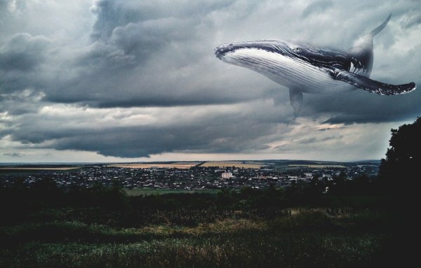 Небесный кит Геншин