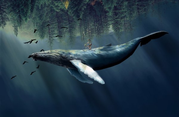 Кит в лесу