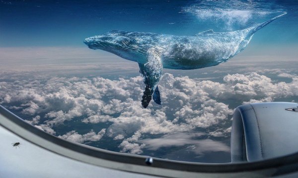 Кит над городом