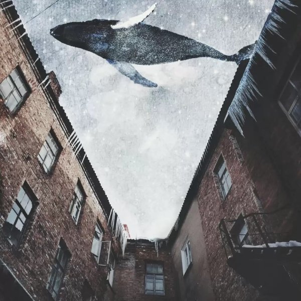 Летающий кит