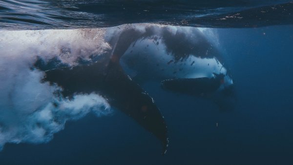 Голубой кит