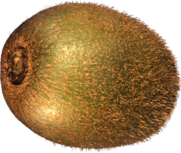 Киви для детей