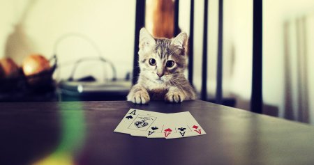 Кот Покер