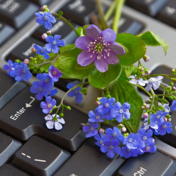 Компьютер и цветы