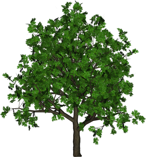 Дерево клен на прозрачном фоне