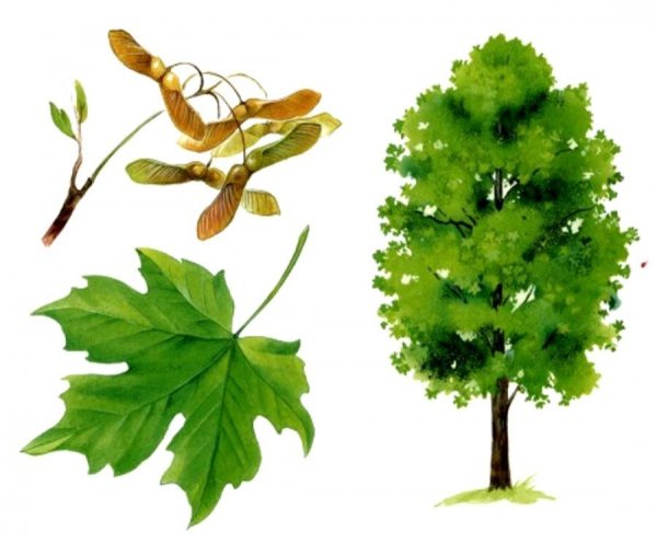 Дерево для детей