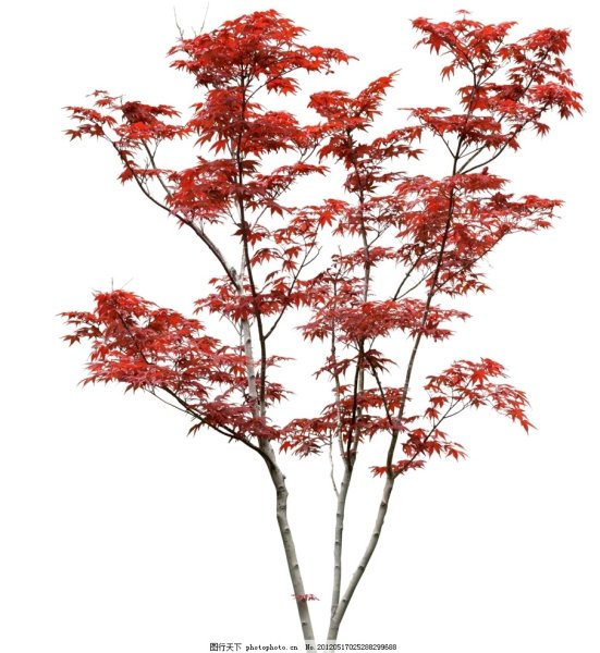 Клен Гиннала 3д