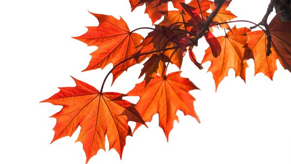 Ветка клена на прозрачном фоне