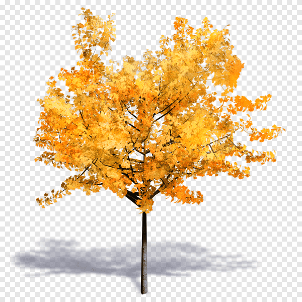 Осеннее дерево на белом фоне