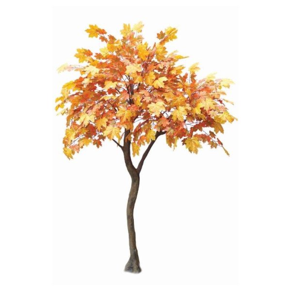 Клен на белом фоне