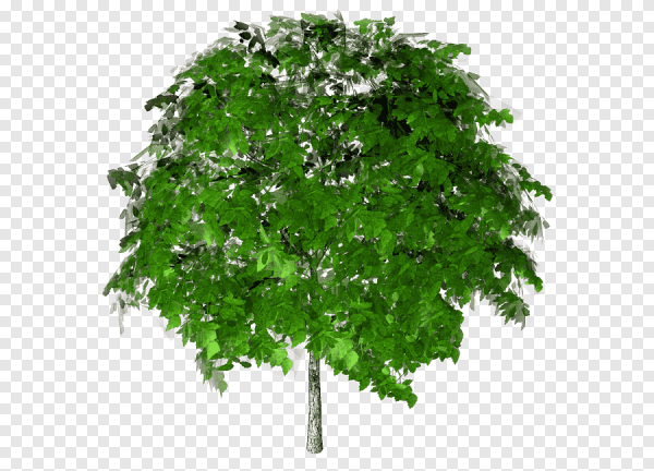 Деревья на прозрачной основе