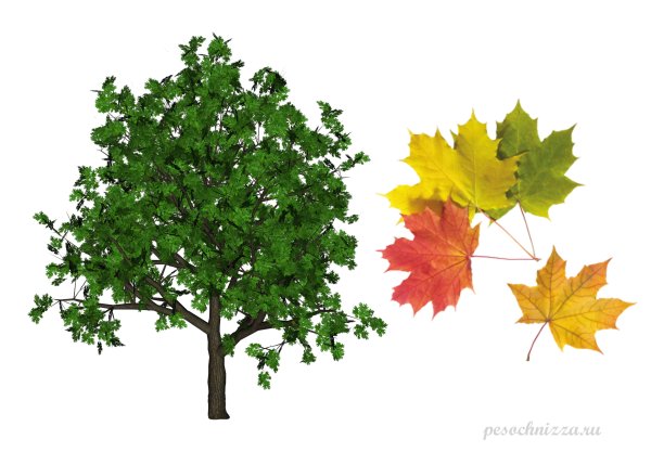 Клен дерево листья