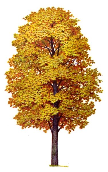 Клен дерево